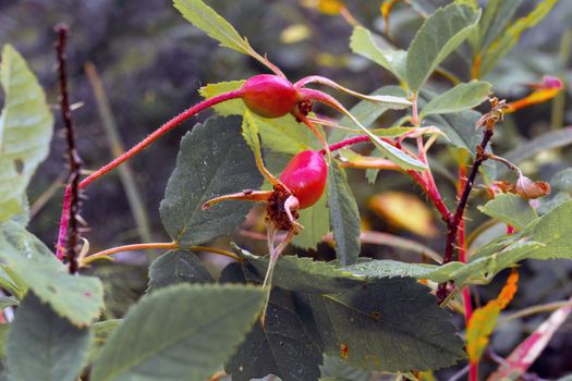 rosehip fruits or rosehip cinnamon Latin: Rosa majalis