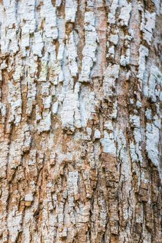 Tropical tree bark texture at Santuario de los guerreros in Puerto Aventuras Quintana Roo Mexico.