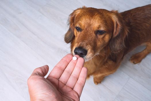 Owner giving medicine in a pill or tablet to his sick dog. Medicine and vitamins for pets. Pills for animals.