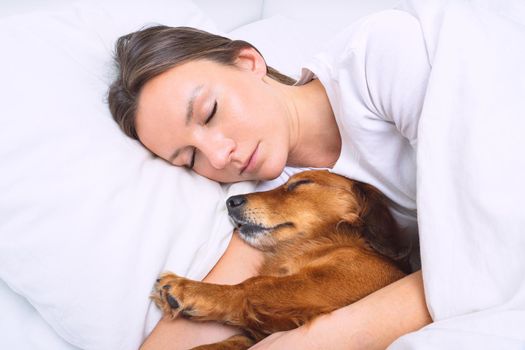 Woman sleeping with dog in the bed. Lovely dachshund dog sleeping together with owner
