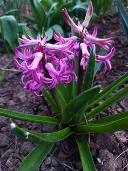 Hyacinth orientalis close-up
