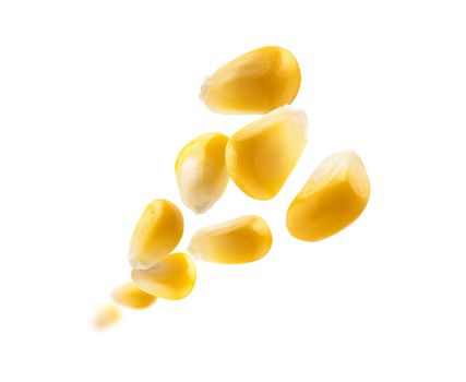 Ripe corn grains levitate on a white background