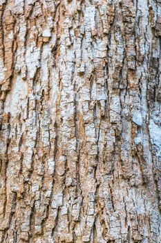 Tropical tree bark texture in natural jungle Mexico.