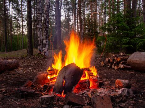 bonfire in the evening summer forest