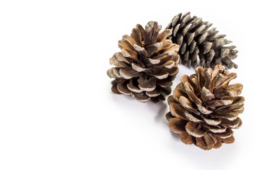 Three dry pine cones are isolated on white background. Copy space. Place for text