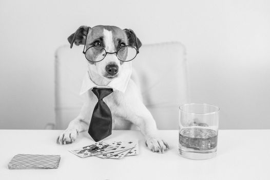 Jack russell terrier dog with glasses and a tie drinks whiskey and plays poker. Addiction to gambling card games. little one.