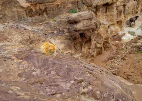 Cat living in Petra Jordan