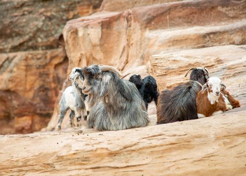 Domestic goats in Petra Jordan