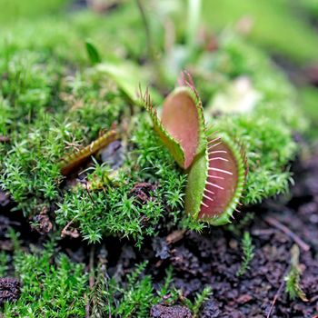 The Venus flytrap is a carnivorous plant native to subtropical wetlands on the East Coast of the United States in North Carolina