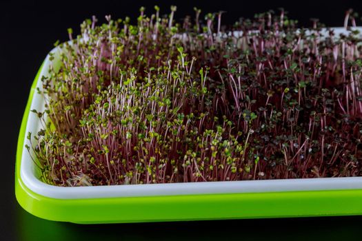 Microgreens of cabbage in a green tray tray for germination of microgreens on a black background.