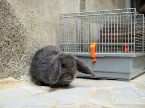 Small sad grey rabbit sitting next to the cage. Easter or domestic animal concept.