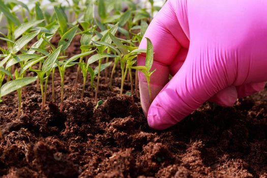 Woman in pink gloves takes pepper seedlings from peat for transplanting.