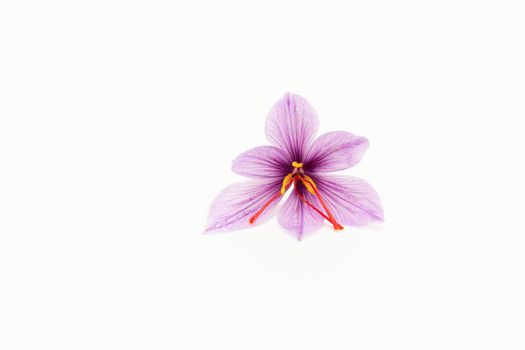 Saffron crocus on a white background close up. Place for text.