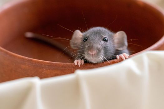 The head of a gray Dumbo rat on a white background, she sits in a clay plate and looks out, putting her front paws on the edge