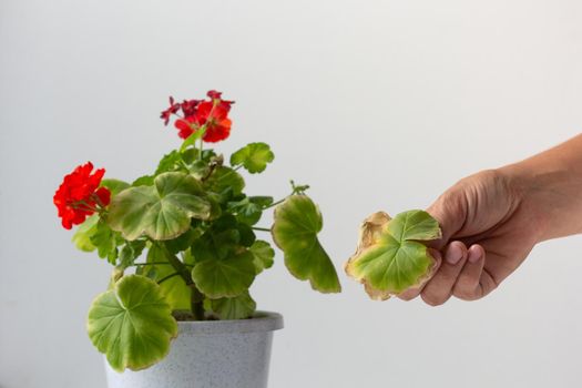 Woman hand holding cutting yellow leaf of blooming geranium damaged