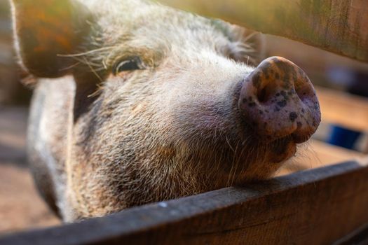 The snout of a curious black Vietnamese breed of pig standing in a wooden paddock on a farm.
