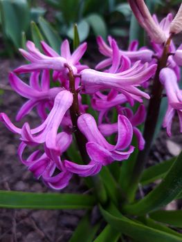 Hyacinth orientalis close-up 1