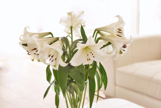 White lily flower. The beautiful white lily flower.