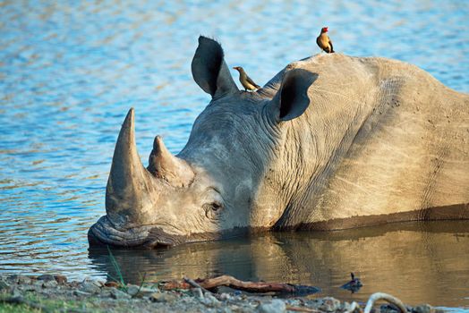 Watering holes are the lifeblood of the savannah. Shot of a rhino cooling off in a watering hole.