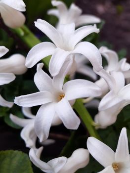 Hyacinth orientalis close-up 4