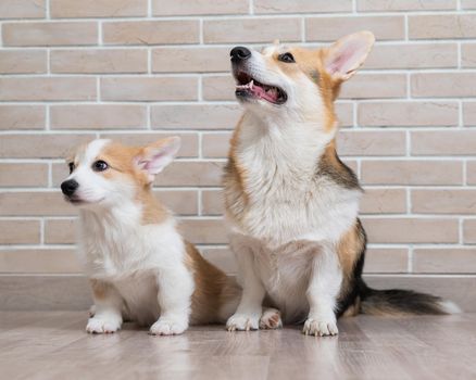 Pembroke corgi mom and puppy on the background of a brick wall. Dog family