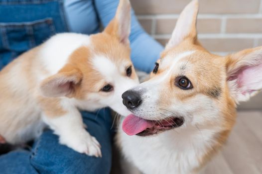 The owner holds a pembroke corgi mom and a puppy against the backdrop of a brick wall. Dog family.