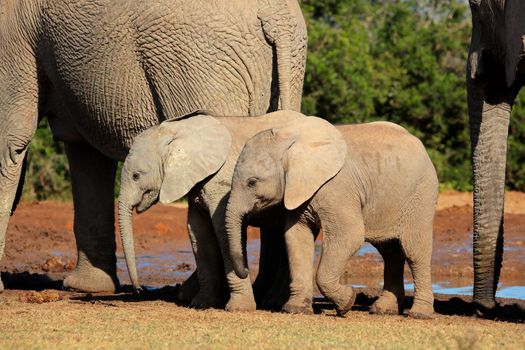 Baby African elephants - Addo Elephant National Park