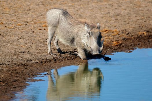 Warthog at a waterhole - Etosha National Park