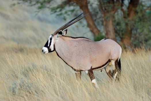 Gemsbok antelope in natural habitat