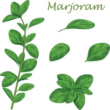 Marjoram. Green marjoram leaves and a sprig of marjoram. A spicy, medicinal herb for seasoning. Vector illustration isolated on a white background