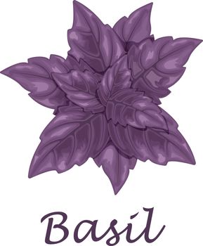 Basil. Purple basil leaves. A fragrant plant for seasoning. Vector illustration isolated on a white background
