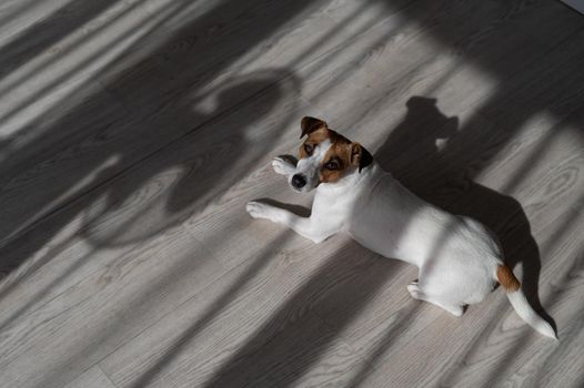 Jack russell terrier dog on the wooden floor. Shade from blinds and fan