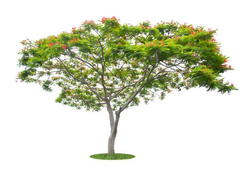 Flam boyant tree or Flame tree or Royal Poinciana tree isolated on white background.