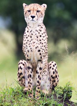 Cheetah in Wildlife