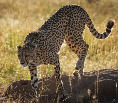 Cheetah in Wildlife