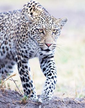 Leopard in the nature