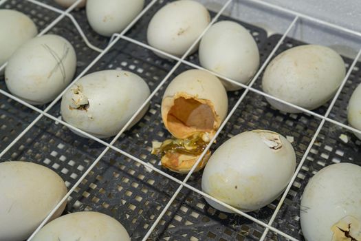 Goose eggs in an incubator. Goose egg incubation. The process of hatching from goose eggs in the incubator