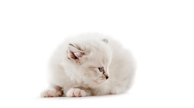 Ragdoll cat kitten isolated on white background