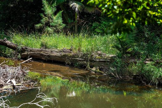 Tropical Rainforest Creek Through Lush Vegetation