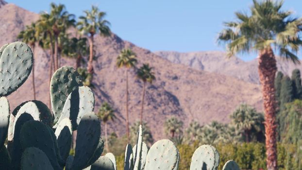 Palm trees, cactus, mountains, California valley nature. Arid desert oasis flora