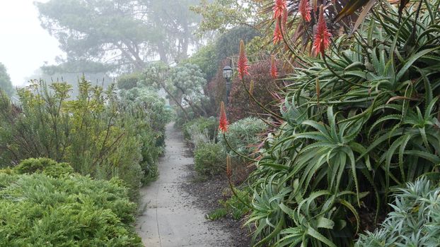 Suburban street, foggy rainy nature, California flora. Red aloe flower in garden