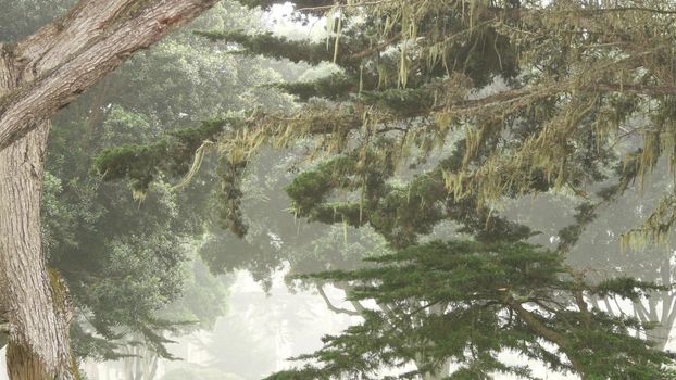 Lace lichen moss hanging, foggy misty forest trees. Fairy mysterious woods, USA.
