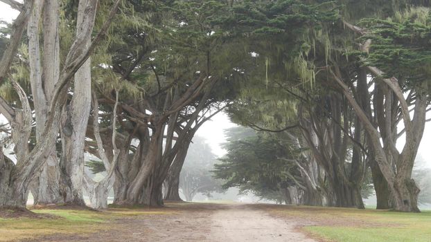 Misty mysterious forest. Row of trees in foggy rainy California, tunnel corridor