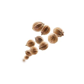 Coriander seeds levitate on a white background