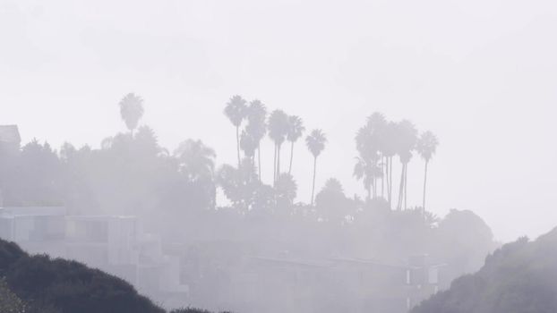 Palm trees on cliff or bluff, foggy weather, California coast, misty white air.