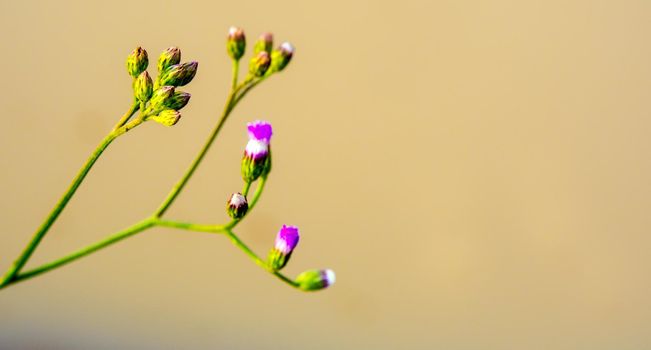 Little Ironweed flower in the morning light