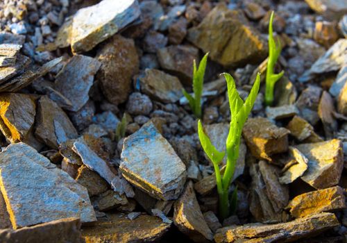 Buds of morning glory sprout up rocky mound