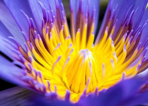 Blue petal and yellow pollen of water Lily