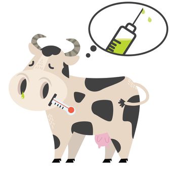 Sick cow Swine Flu a vaccination concept