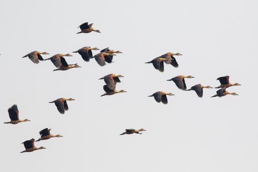 Image of flock lesser whistling duck (Dendrocygna javanica) flying in the sky. Bird. Animals.